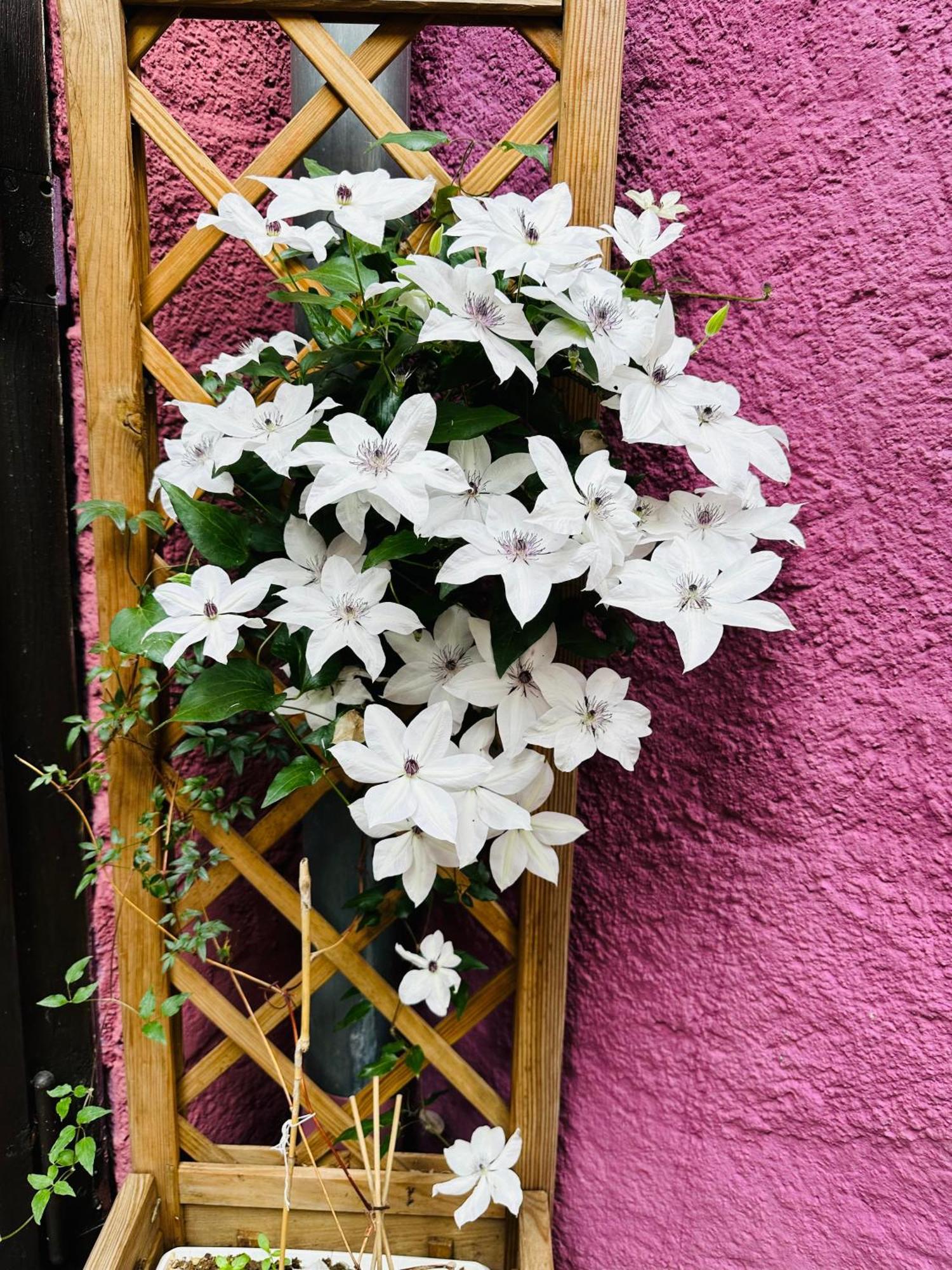 Auberge Le Meisenberg Châtenois Exteriör bild